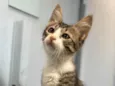 Elvis