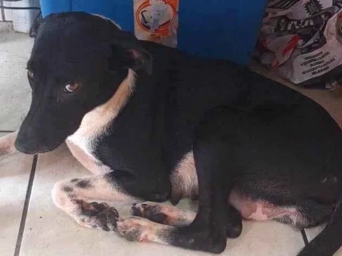 Cachorro ra a SRD-ViraLata idade 2 anos nome Pandora 