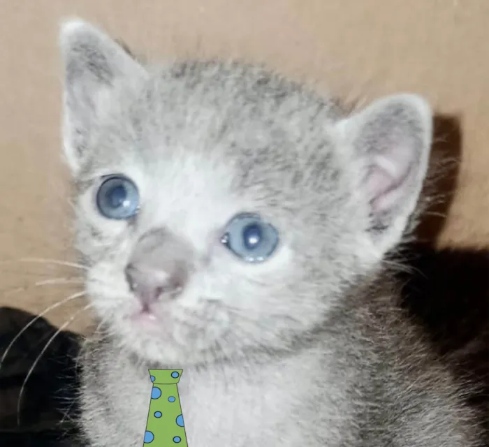 Gato ra a Mestico  idade 2 a 6 meses nome Floquinho 