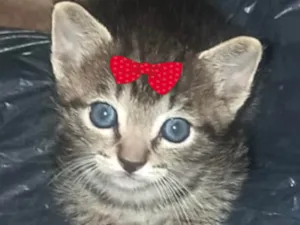Gato raça Mestica  idade 2 a 6 meses nome Sofia 