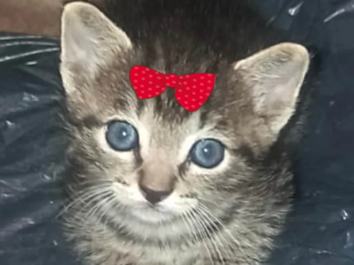 Gato ra a Mestica  idade 2 a 6 meses nome Sofia 