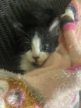 Chico