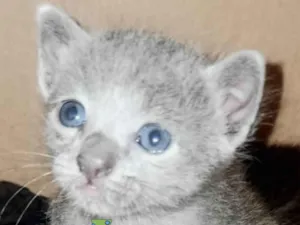 Gato raça Mestico  idade 2 a 6 meses nome Floquinho 