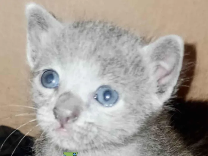 Gato ra a Mestico  idade 2 a 6 meses nome Floquinho 
