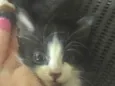 Chico
