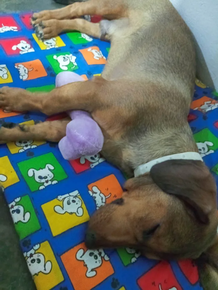 Cachorro ra a Dachshund/SDR idade 7 a 11 meses nome Jack