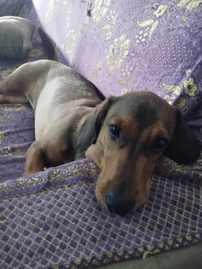 Cachorro ra a Dachshund/SDR idade 7 a 11 meses nome Jack