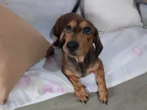 Cachorro raça Dachshund/SDR idade 7 a 11 meses nome Jack