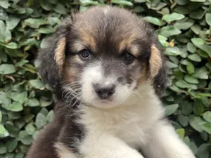 Cachorro raça SRD-ViraLata idade Abaixo de 2 meses nome Bonny