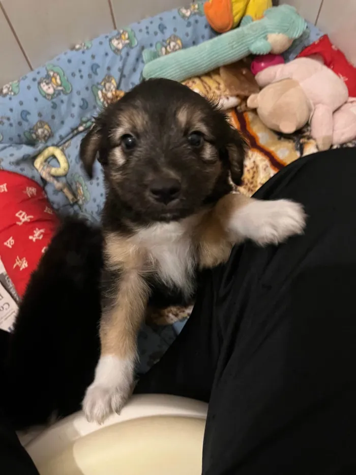 Cachorro ra a SRD-ViraLata idade Abaixo de 2 meses nome Benny 