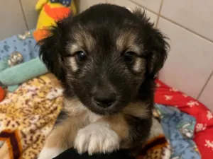 Cachorro raça SRD-ViraLata idade Abaixo de 2 meses nome Benny 