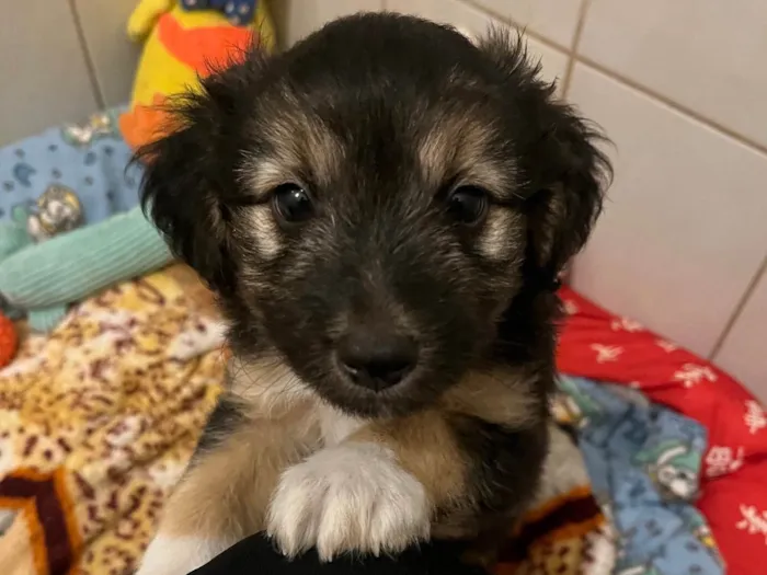Cachorro ra a SRD-ViraLata idade Abaixo de 2 meses nome Benny 