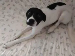 Cachorro raça SRD-ViraLata idade 2 a 6 meses nome Harry