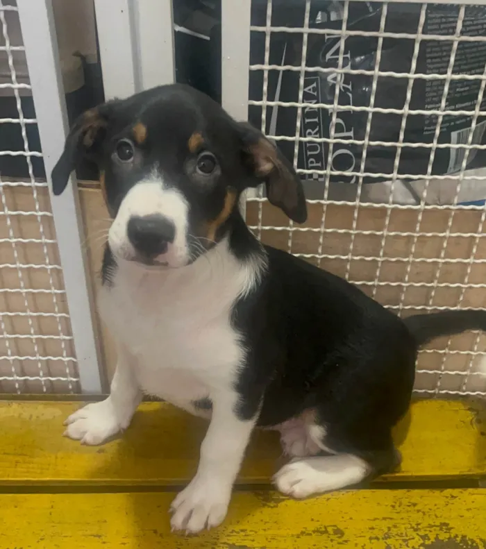 Cachorro ra a SRD-ViraLata idade 2 a 6 meses nome Sebastian 