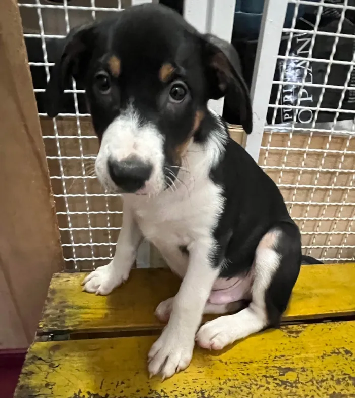 Cachorro ra a SRD-ViraLata idade 2 a 6 meses nome Sebastian 