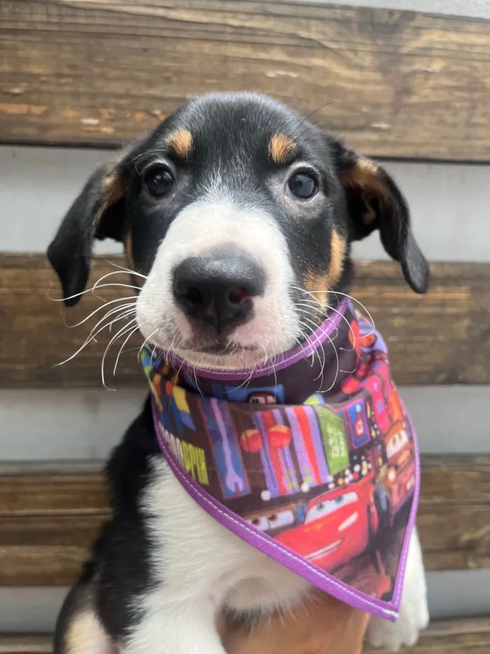 Cachorro ra a SRD-ViraLata idade 2 a 6 meses nome Sebastian 