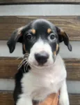 Sebastian 