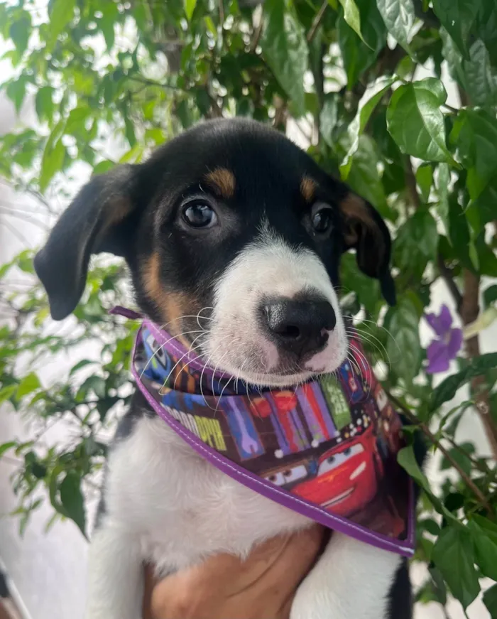 Cachorro ra a SRD-ViraLata idade 2 a 6 meses nome Sebastian 