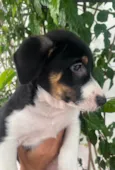 Sebastian 