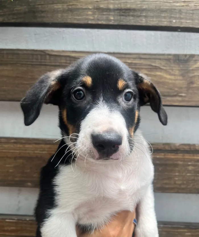 Cachorro ra a SRD-ViraLata idade 2 a 6 meses nome Sebastian 