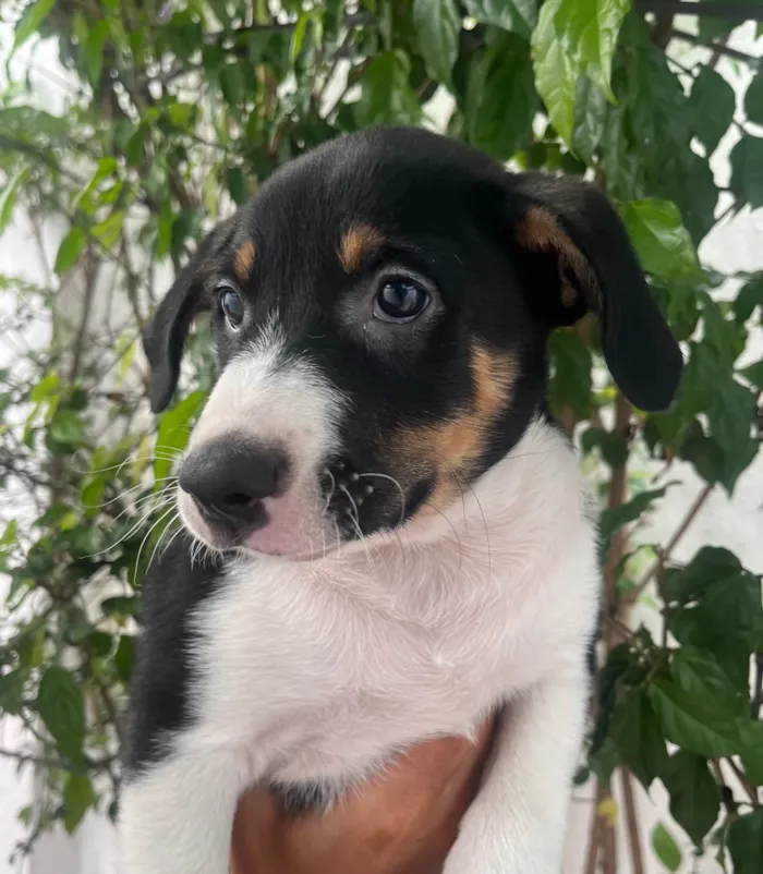 Cachorro ra a SRD-ViraLata idade 2 a 6 meses nome Sebastian 