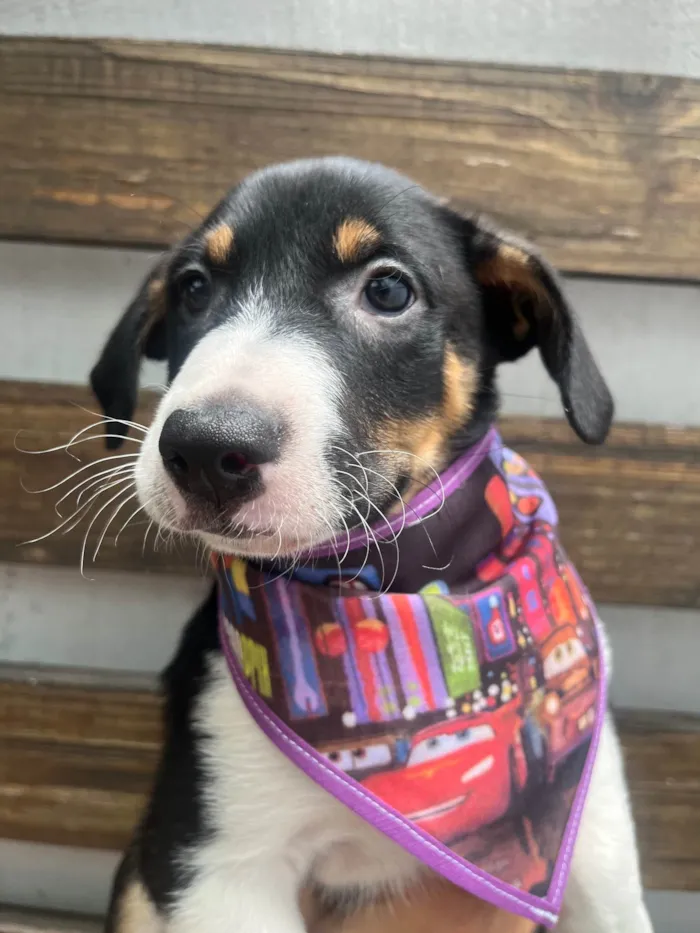 Cachorro ra a SRD-ViraLata idade 2 a 6 meses nome Sebastian 