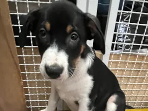 Cachorro raça SRD-ViraLata idade 2 a 6 meses nome Sebastian 
