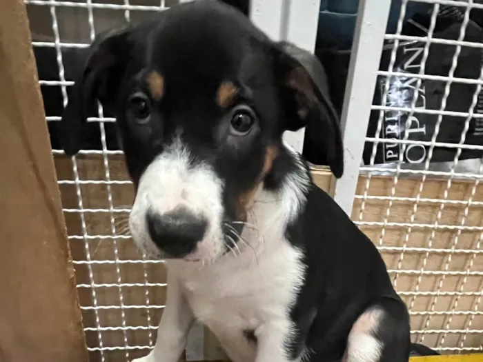 Cachorro ra a SRD-ViraLata idade 2 a 6 meses nome Sebastian 