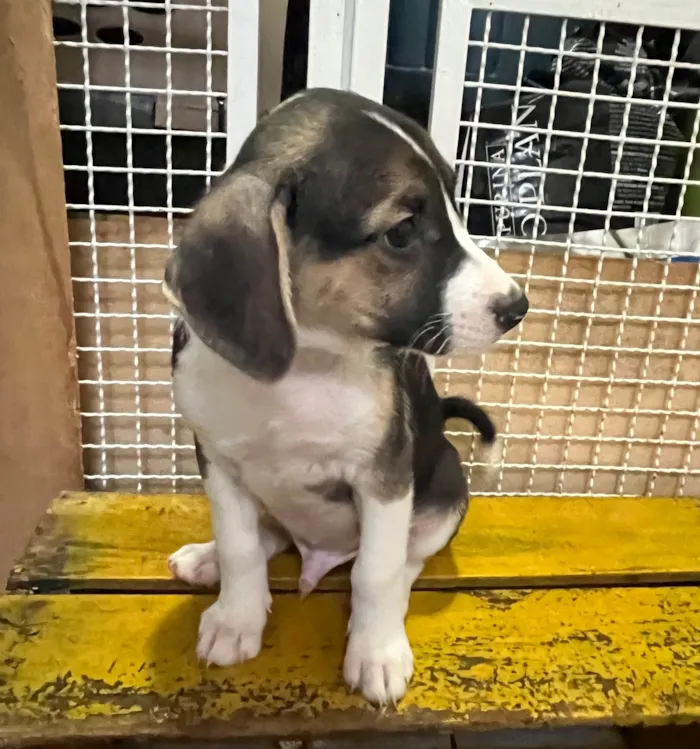 Cachorro ra a SRD-ViraLata idade 2 a 6 meses nome Sandro