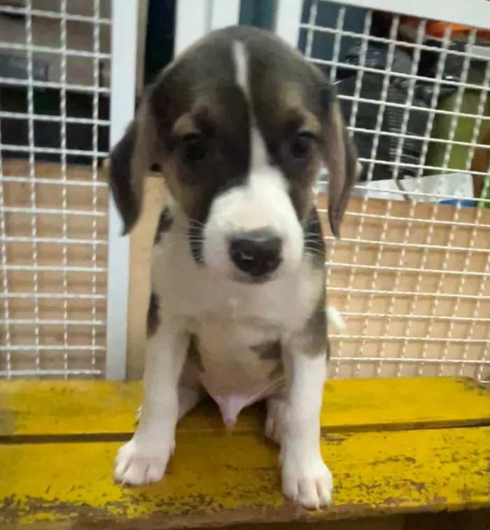 Cachorro ra a SRD-ViraLata idade 2 a 6 meses nome Sandro