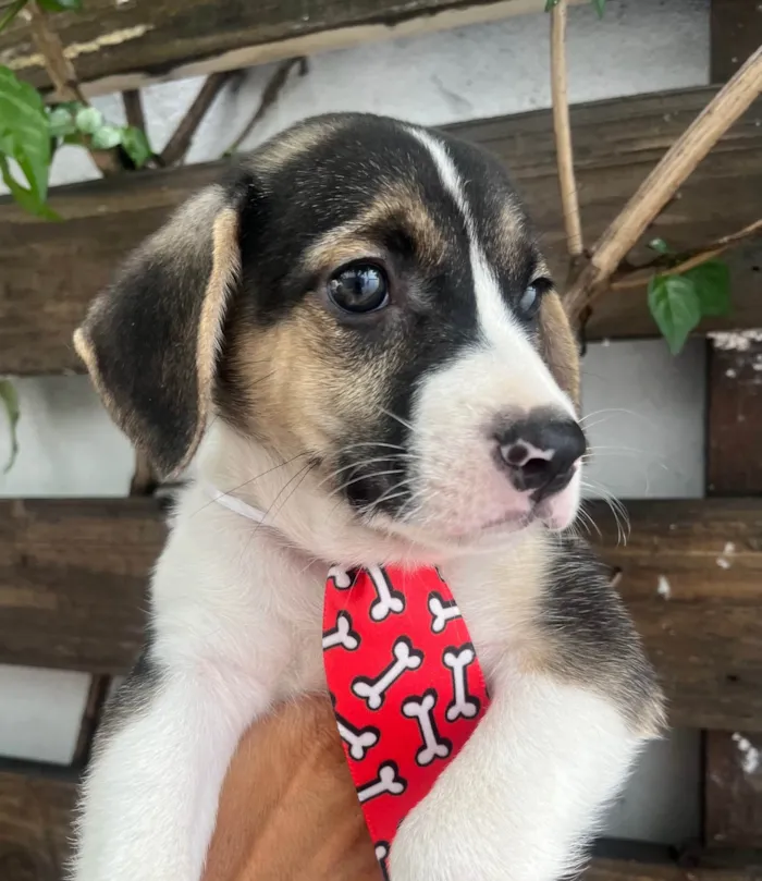 Cachorro ra a SRD-ViraLata idade 2 a 6 meses nome Sandro