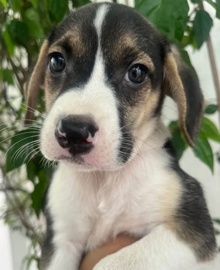 Cachorro ra a SRD-ViraLata idade 2 a 6 meses nome Sandro