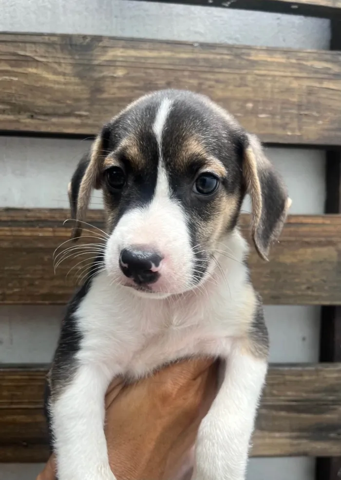 Cachorro ra a SRD-ViraLata idade 2 a 6 meses nome Sandro