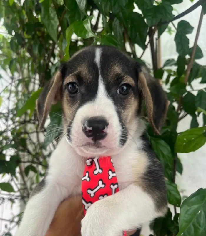 Cachorro ra a SRD-ViraLata idade 2 a 6 meses nome Sandro