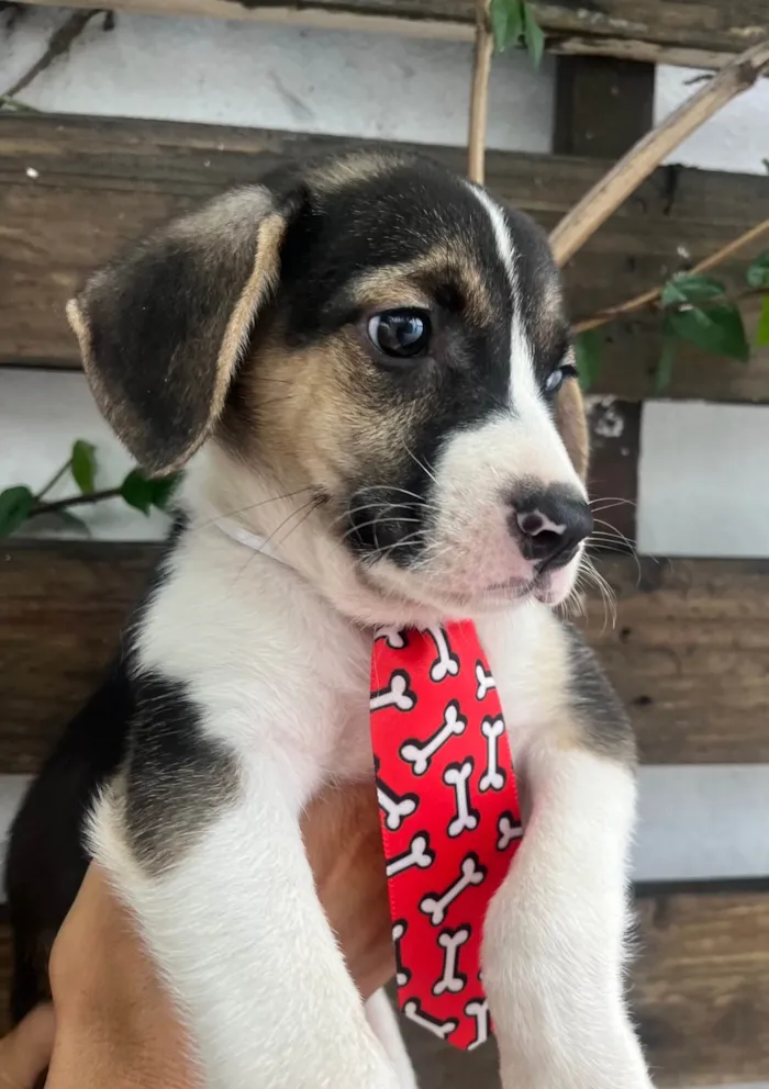 Cachorro ra a SRD-ViraLata idade 2 a 6 meses nome Sandro