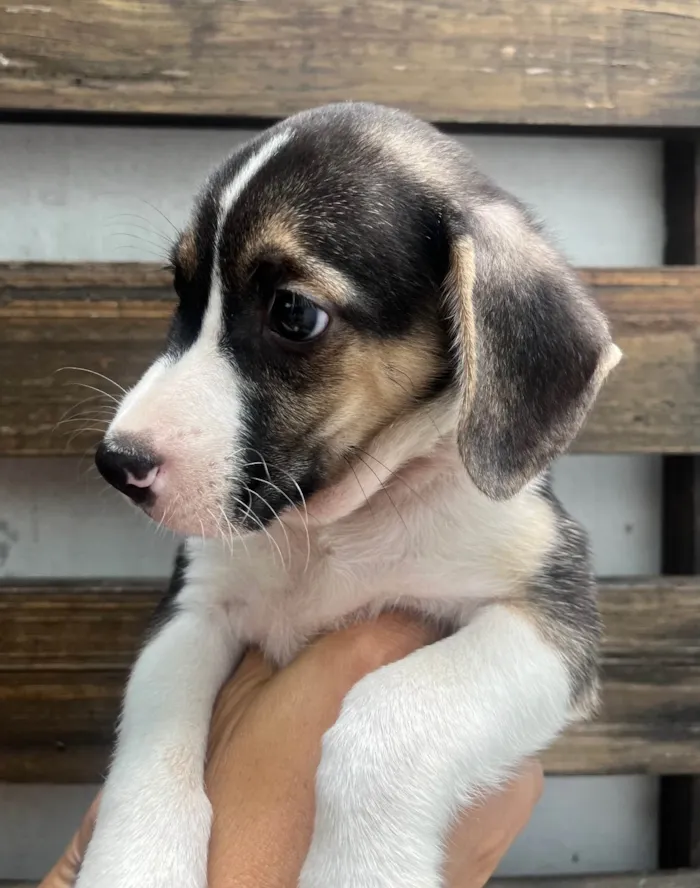 Cachorro ra a SRD-ViraLata idade 2 a 6 meses nome Sandro