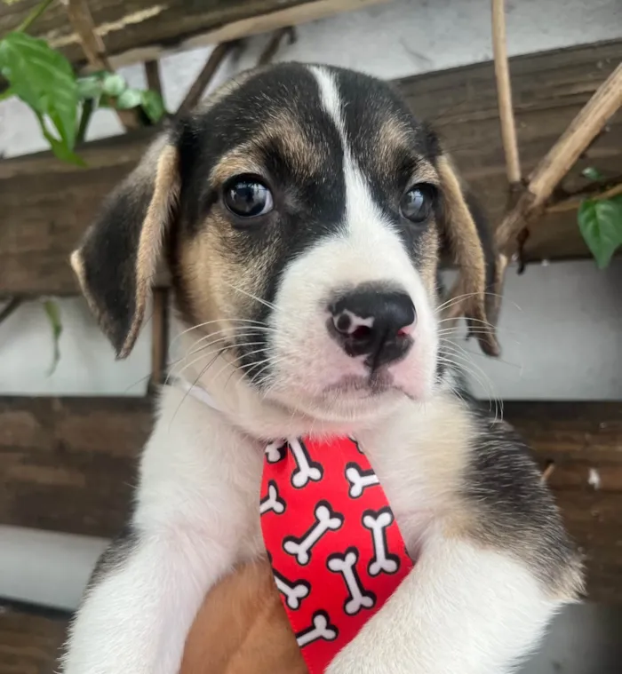 Cachorro ra a SRD-ViraLata idade 2 a 6 meses nome Sandro