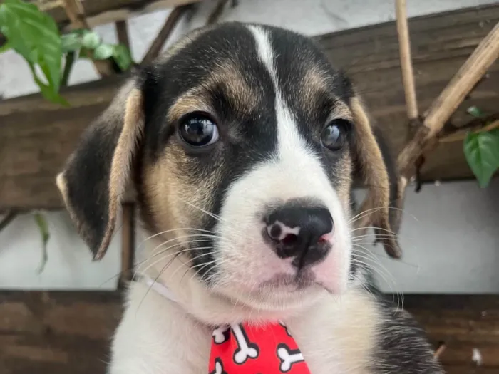 Cachorro ra a SRD-ViraLata idade 2 a 6 meses nome Sandro