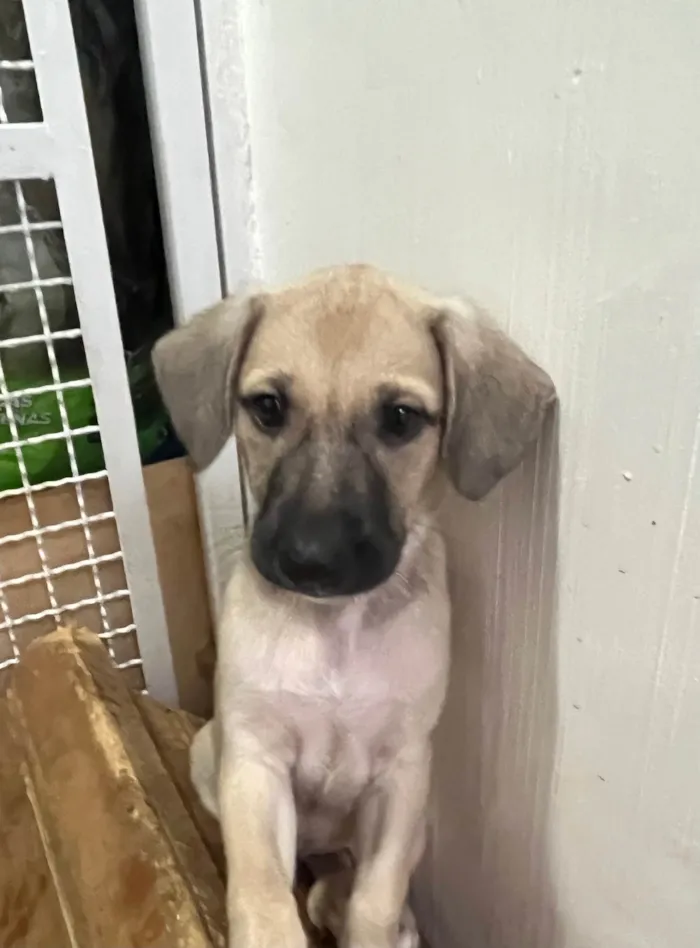 Cachorro ra a SRD-ViraLata idade 2 a 6 meses nome Sofia