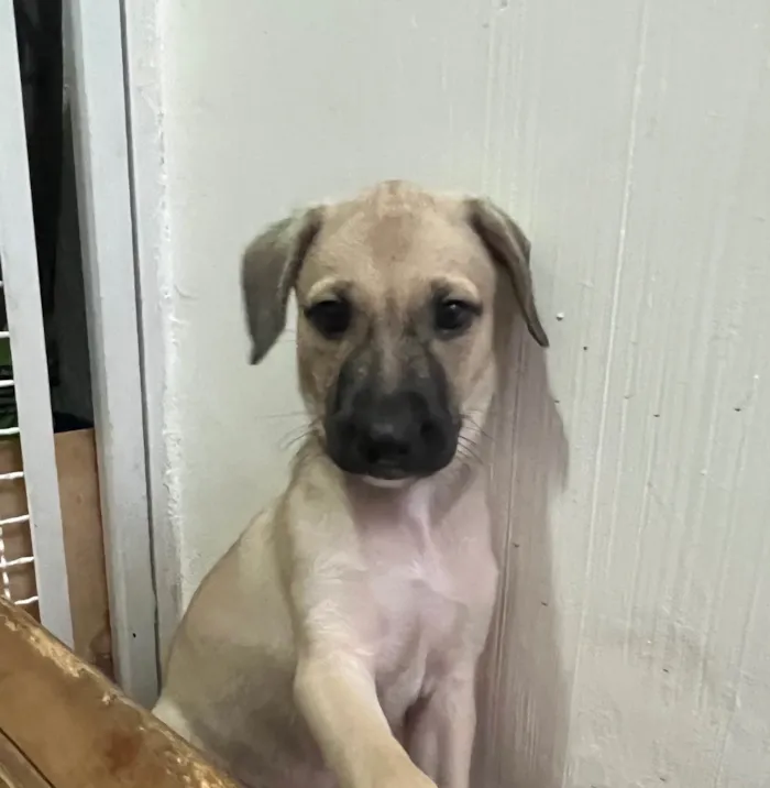 Cachorro ra a SRD-ViraLata idade 2 a 6 meses nome Sofia