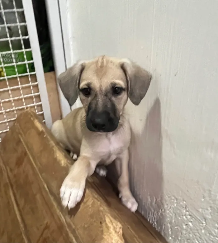 Cachorro ra a SRD-ViraLata idade 2 a 6 meses nome Sofia