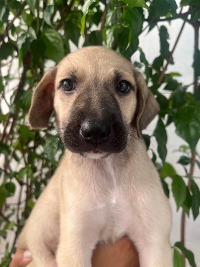 Cachorro ra a SRD-ViraLata idade 2 a 6 meses nome Sofia