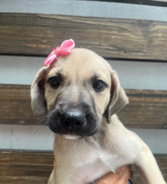 Cachorro ra a SRD-ViraLata idade 2 a 6 meses nome Sofia