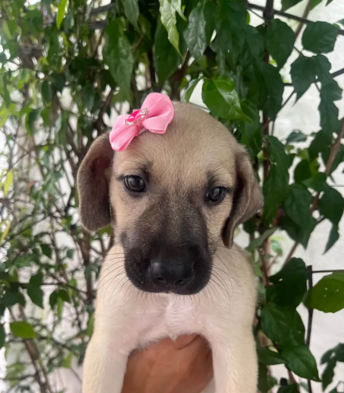 Cachorro ra a SRD-ViraLata idade 2 a 6 meses nome Sofia