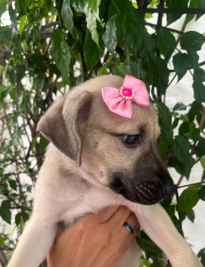 Cachorro ra a SRD-ViraLata idade 2 a 6 meses nome Sofia