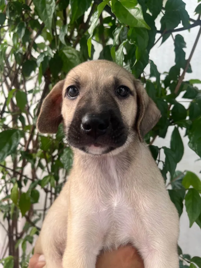 Cachorro ra a SRD-ViraLata idade 2 a 6 meses nome Sofia