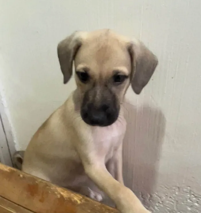 Cachorro ra a SRD-ViraLata idade 2 a 6 meses nome Sofia
