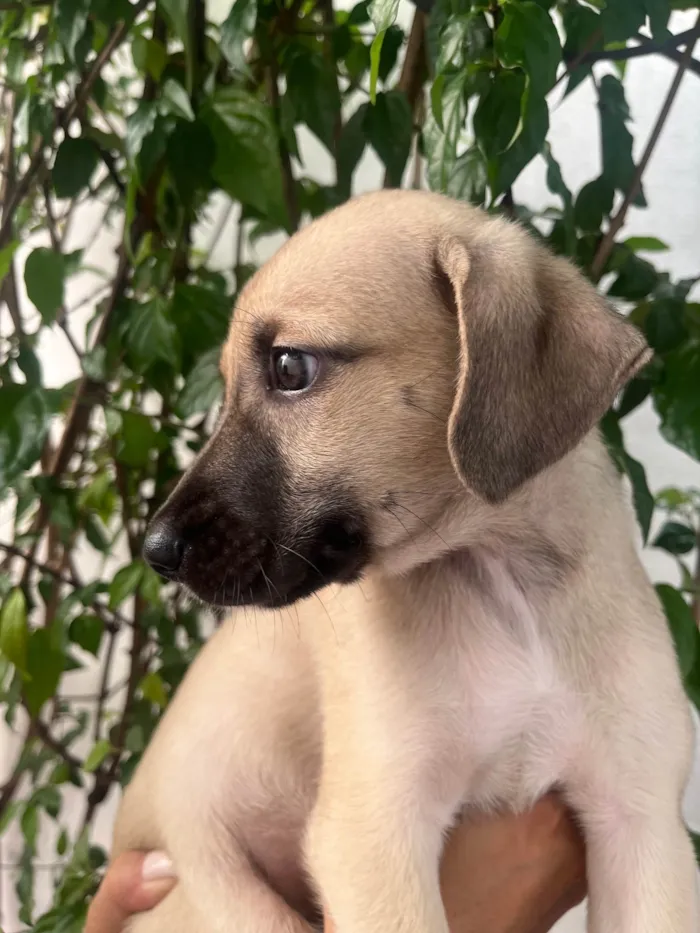 Cachorro ra a SRD-ViraLata idade 2 a 6 meses nome Sofia
