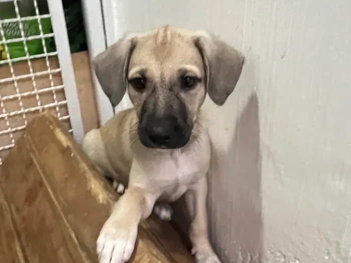 Cachorro ra a SRD-ViraLata idade 2 a 6 meses nome Sofia