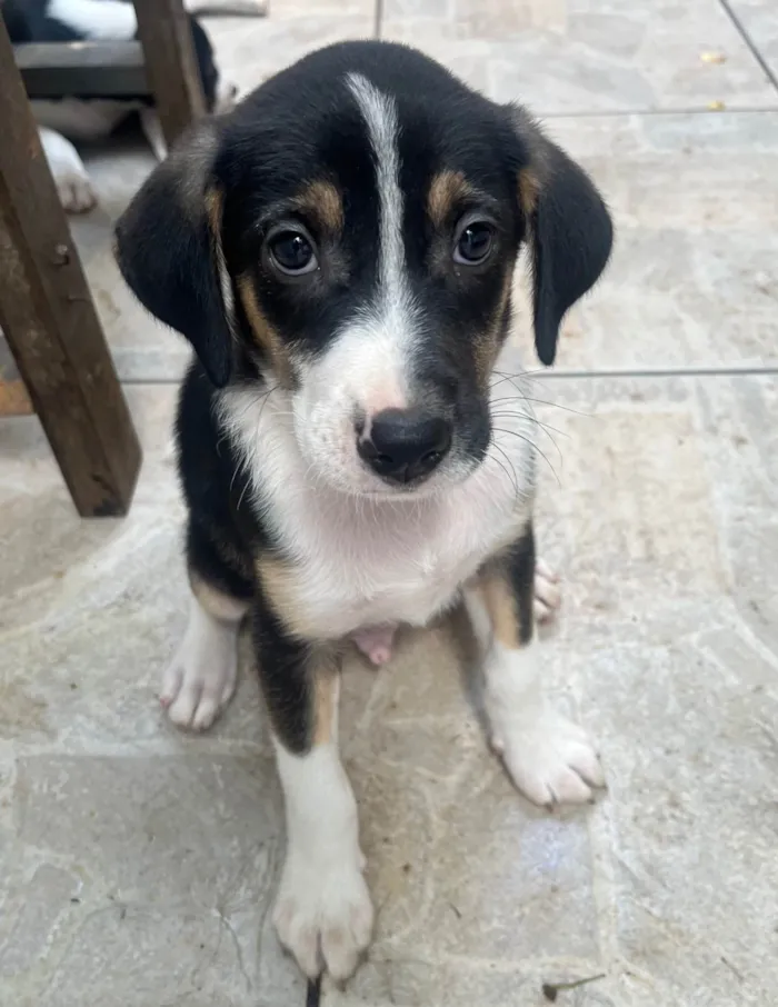 Cachorro ra a SRD-ViraLata idade 2 a 6 meses nome Sérgio 